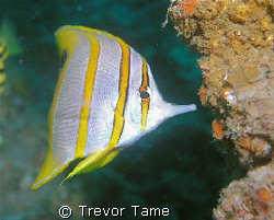 Butterfly Fish at Curtain Artificial Reef off Morton Isla... by Trevor Tame 